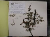 Herbarium sample